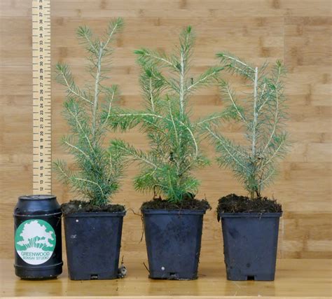 planting norway spruce seedlings